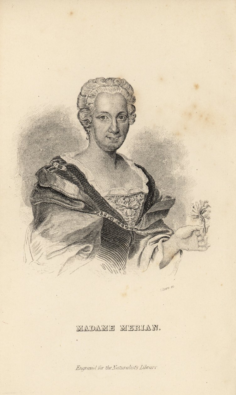 مدام ميريان أو ماريا سيبيلا ميريان ، عالم الطبيعة الألماني ، عالم الحشرات والرسام العلمي ، 1647-1717 بواسطة غير معروف