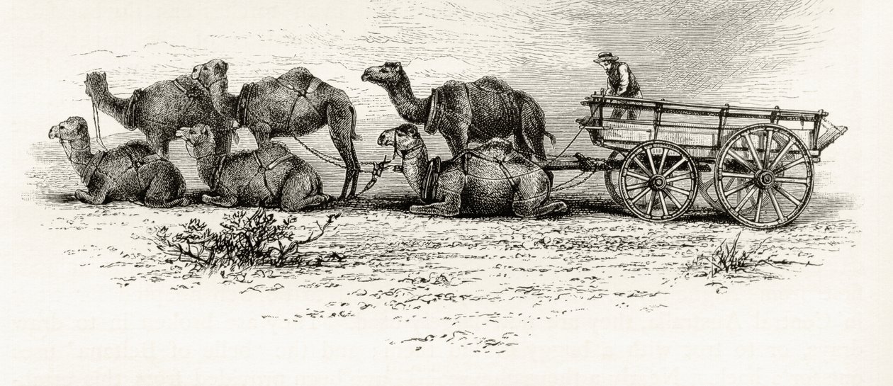 الجمال المستخدمة لنقل المواد عبر الصحراء في أستراليا ، c.1880 ، من "الصور الأسترالية" لهوارد ويلوبي ، نشرتها جمعية المسالك الدينية ، لندن ، 1886 بواسطة مدرسة اللغة الإنجليزية