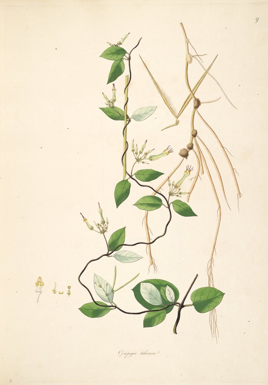 توضيح لـ Ceropegia tuberosa (= Ceropegia candelabrum subsp. tuberosa) ، Apocynaceae ، Asclepiadoideae بواسطة مجهول