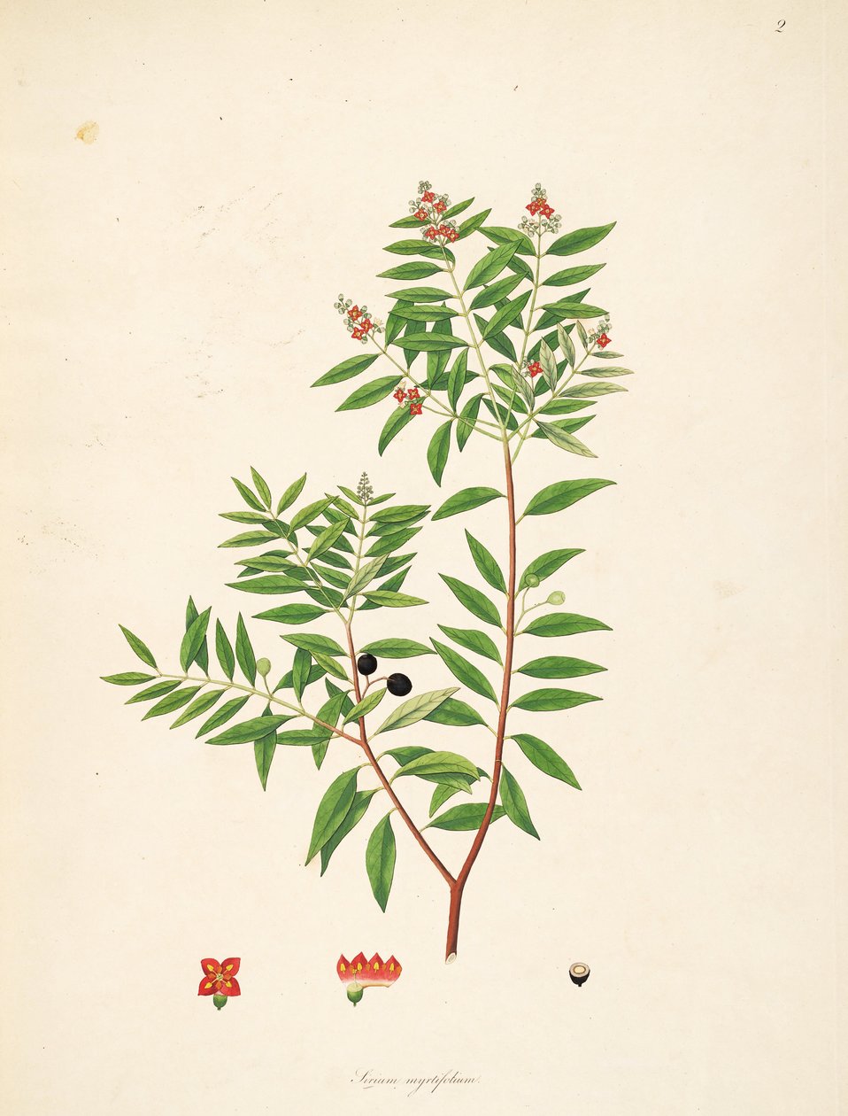 رسم توضيحي لـ Sirium myrtifolium (= ألبوم Santalum) ، Santalaceae بواسطة مجهول