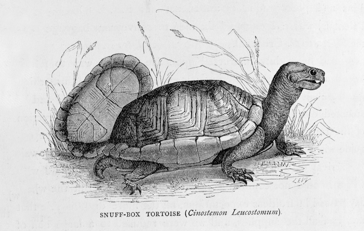 السلحفاة السلحفاة (Cinostemon Leucostomum) ، من "المدن القديمة في العالم الجديد" ، بقلم كلود جوزيف ديزاير شارناي ، حانة. 1887 (النقش) بواسطة المدرسة الفرنسية