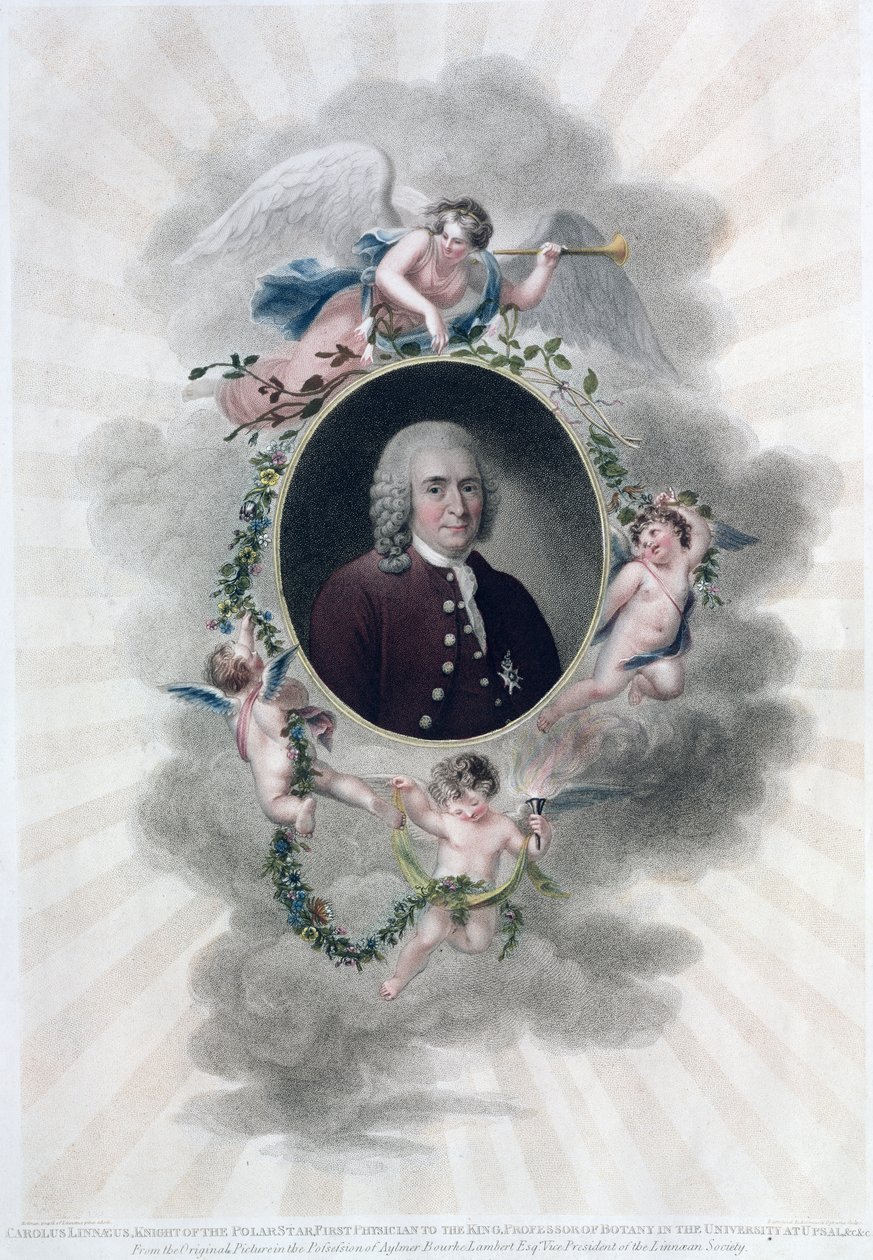 كارولوس لينيوس (1707-78) ، فارس النجم القطبي ، أول طبيب للملك ، أستاذ علم النبات في جامعة أبسال ، منقوش بواسطة فرانشيسكو بارتولوزي (1727-1815) ، تم نشره عام 1806 (اللون بواسطة هولمان