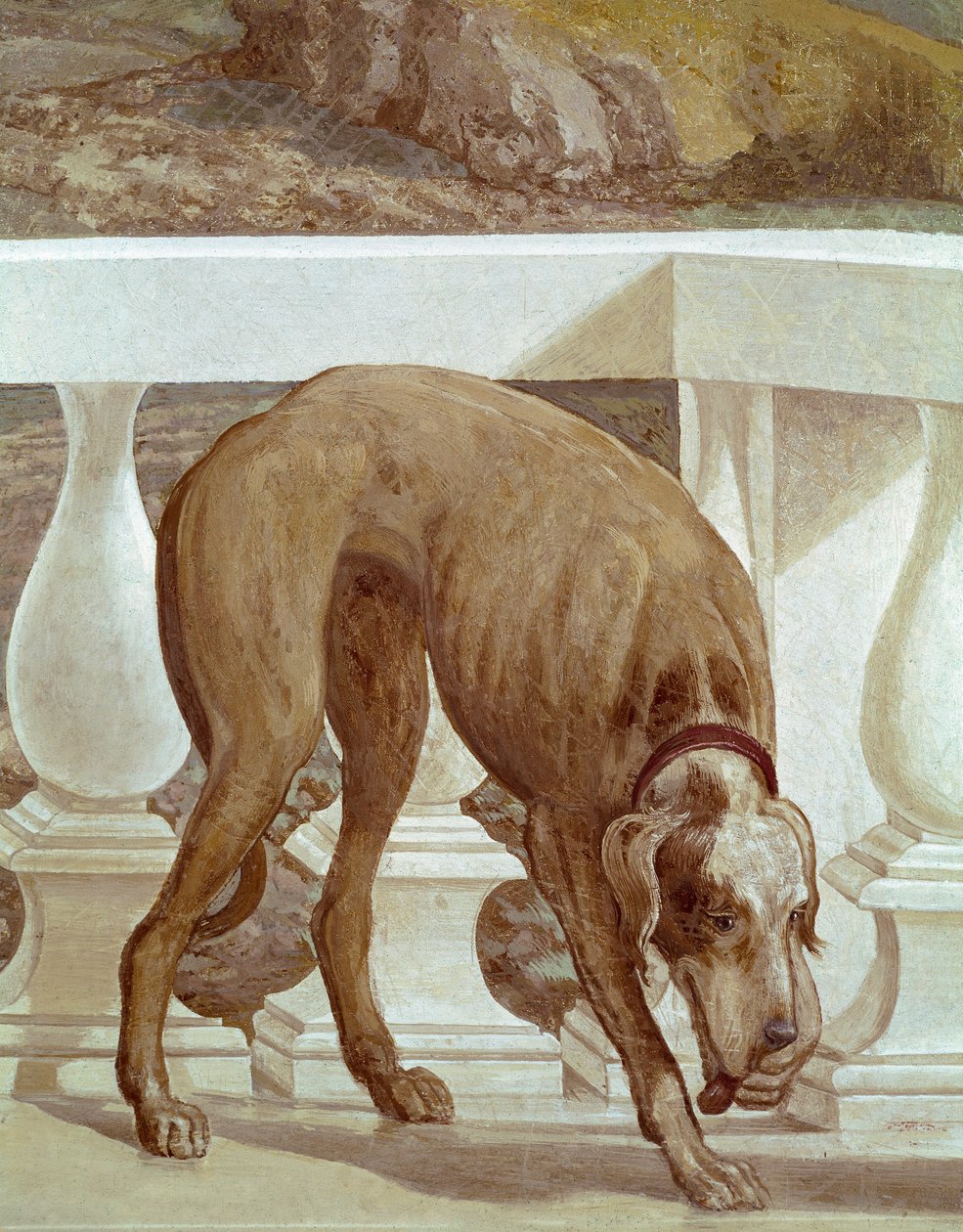 كلب على الشرفة. تفاصيل جديدة. لوحة لباولو كالياري يُدعى باولو فيرونيزي (1528-1588) ، حوالي 1561. فريسكو مازر (تريفيزو) ، فيلا باربارو ، غرفة باخوس بواسطة فيرونيز
