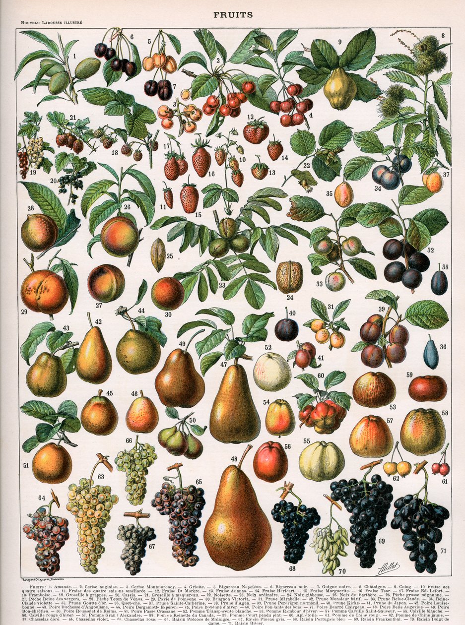 رسم توضيحي لأصناف الفاكهة ، حوالي 1905-10 (لون ليثو) بواسطة (بعد) أليوت