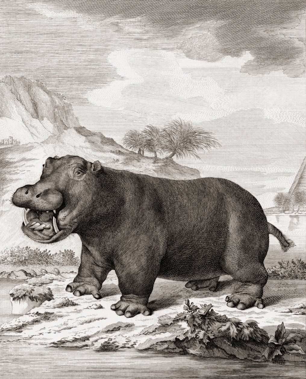 فرس النهر (Hippopotamus amphibius) بواسطة (بعد) المدرسة الهولندية