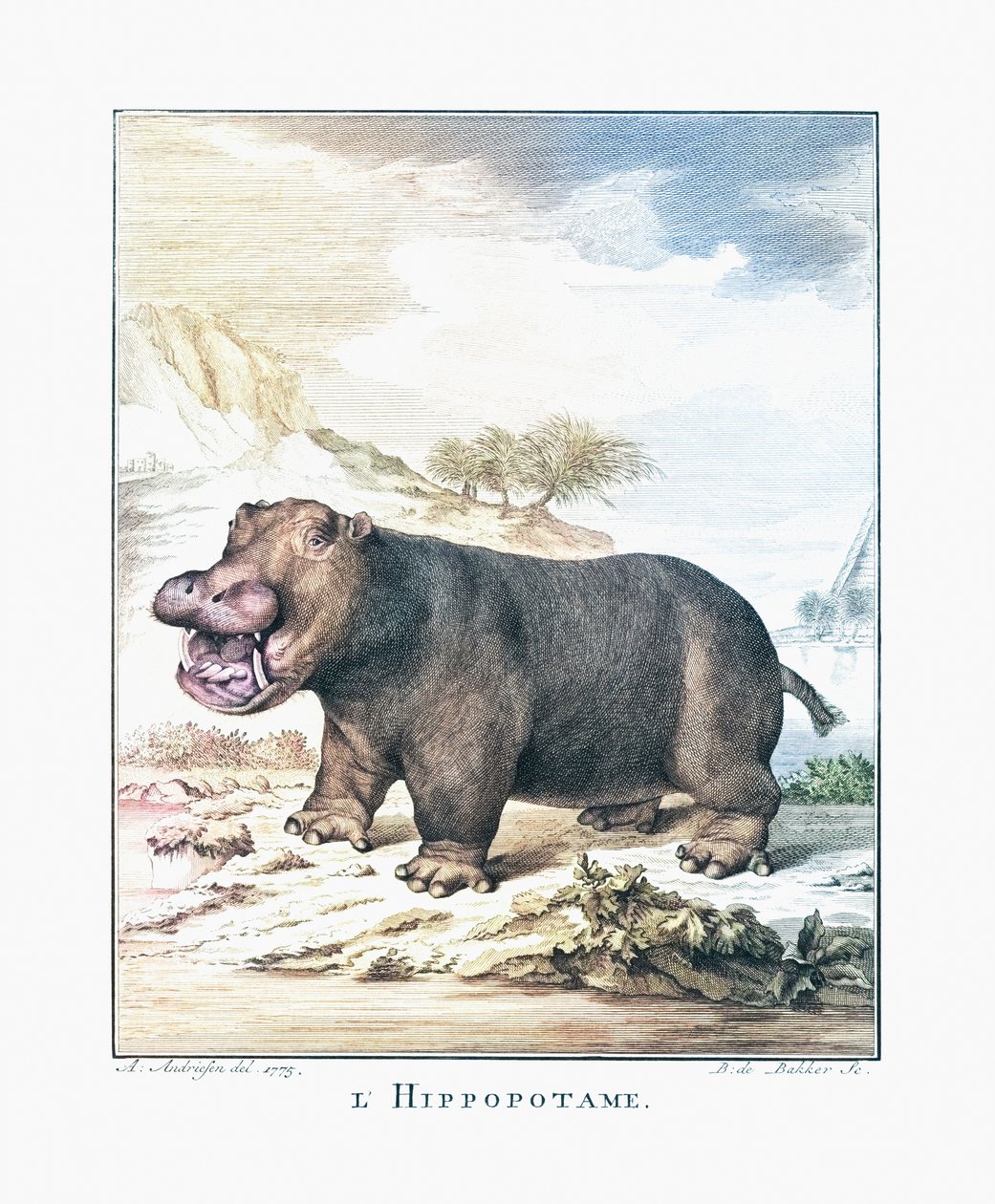 فرس النهر (Hippopotamus amphibius) بواسطة (بعد) المدرسة الهولندية
