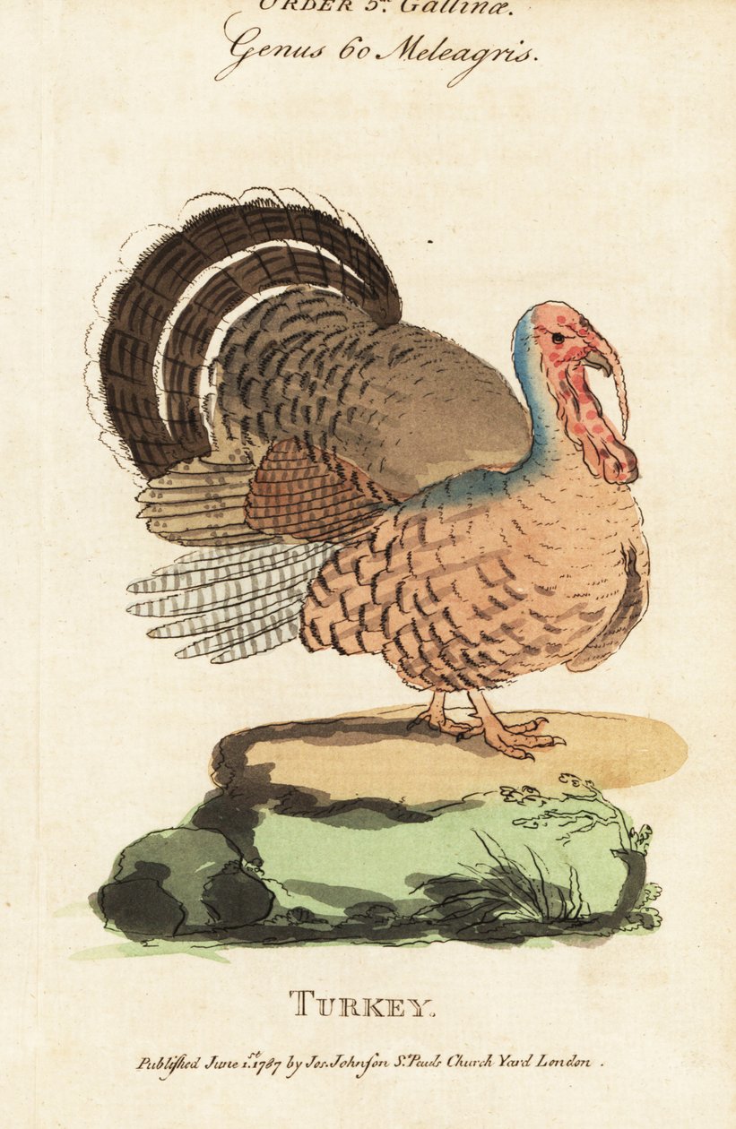 تركيا ، Meleagris gallopavo بواسطة (بعد) المدرسة الإنجليزية