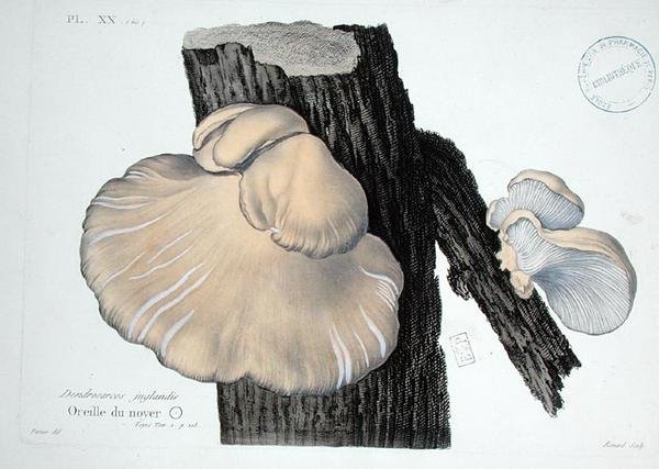Dendrosarcos juglandis ، اللوحة 20 من "Iconographie des Champignons de JJ Paulet" بقلم JH Leveille ، نقش رينارد بواسطة (بعد) فوسير
