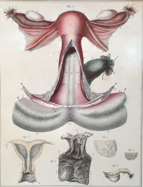 تشريح الرحم ، من "مانويل دانتومي الوصفي لجسد الإنسان" لجول كلوكيه (1790-1883) نقش بواسطة جي دي فراي بواسطة (بعد) هينسيلين