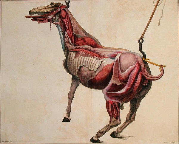 حصان مسلوق ، من "Cours d'Hippiatrique ou Traite Complete de la Medicine des Chevaux" بقلم فيليب إتيان لافوس (1738-1820) محفور بواسطة Juillet بواسطة (بعد) Harguinier