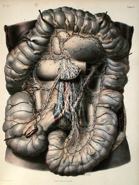 أعصاب الأمعاء الغليظة ، الدماغ ، لوحة من "Traite Complet de l'Anatomie de l'Homme" بقلم جان بابتيست مارك بورغيري (1797-1849) نقشها نيكولا هنري جاكوب (1782-1871) 1866-67 (ملون نقش) بواسطة (بعد) ليفيل
