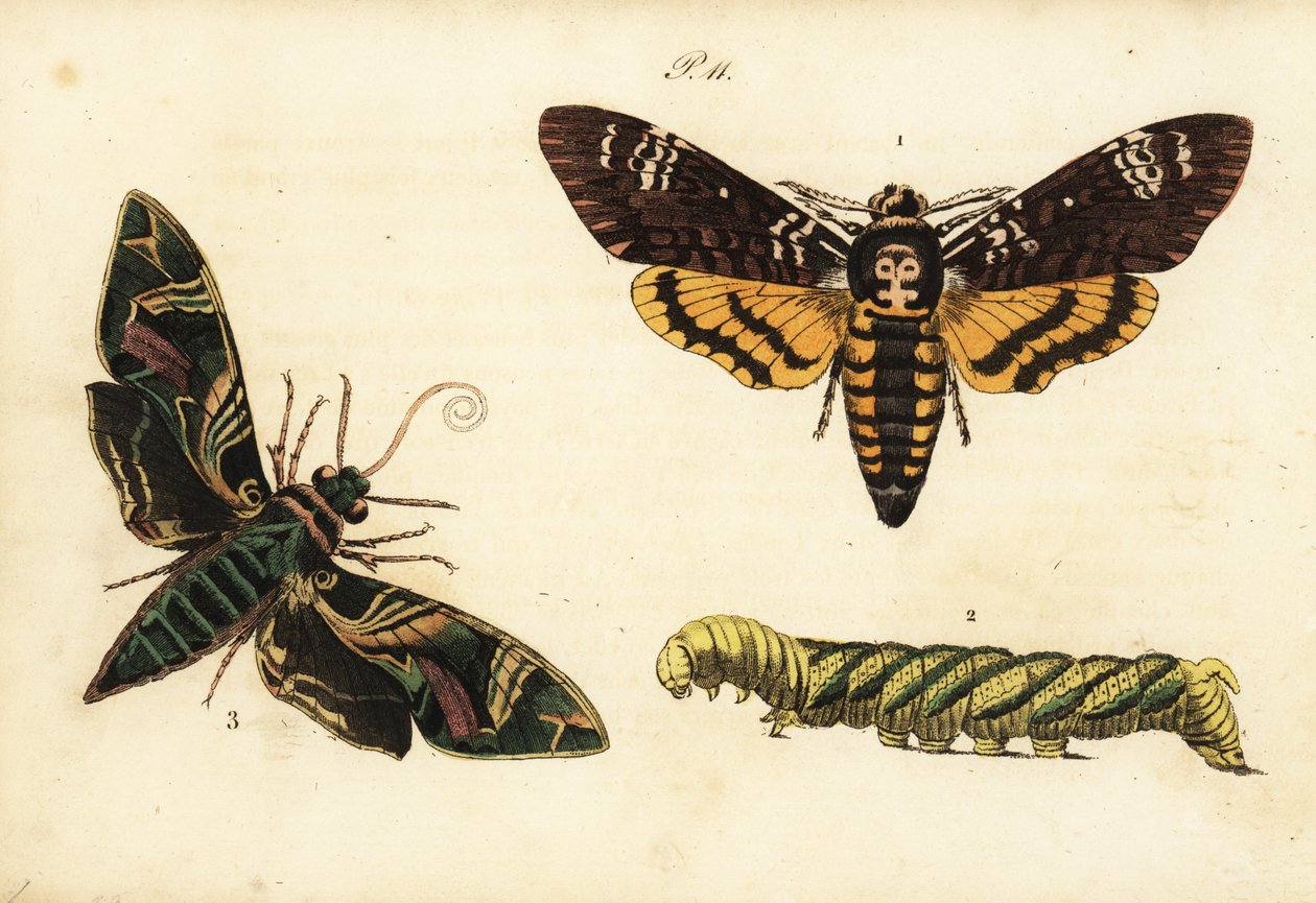 وفيات أفريقية تتسبب في صقور الطيور واليرقات ، و Acherontia atropos 1،2 ، و الدفلى الصقرى ، Daphnis nerii 3 بواسطة غير معروف