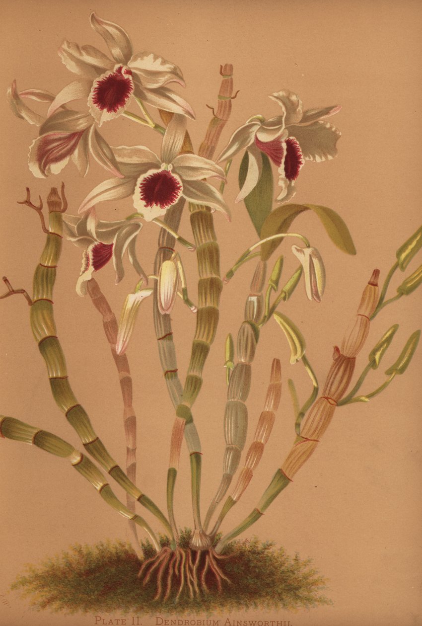Ainsworths السحلبية dendrobium الهجين ، Dendrobium x ainsworthii بواسطة غير معروف