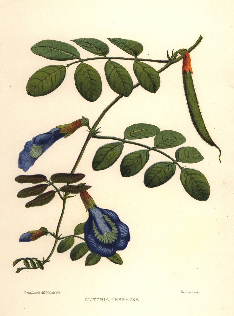 أجنحة الحمام الآسيوية ، البازلاء الفراشة أو البازلاء الداروينية ، Clitoria ternatea بواسطة غير معروف