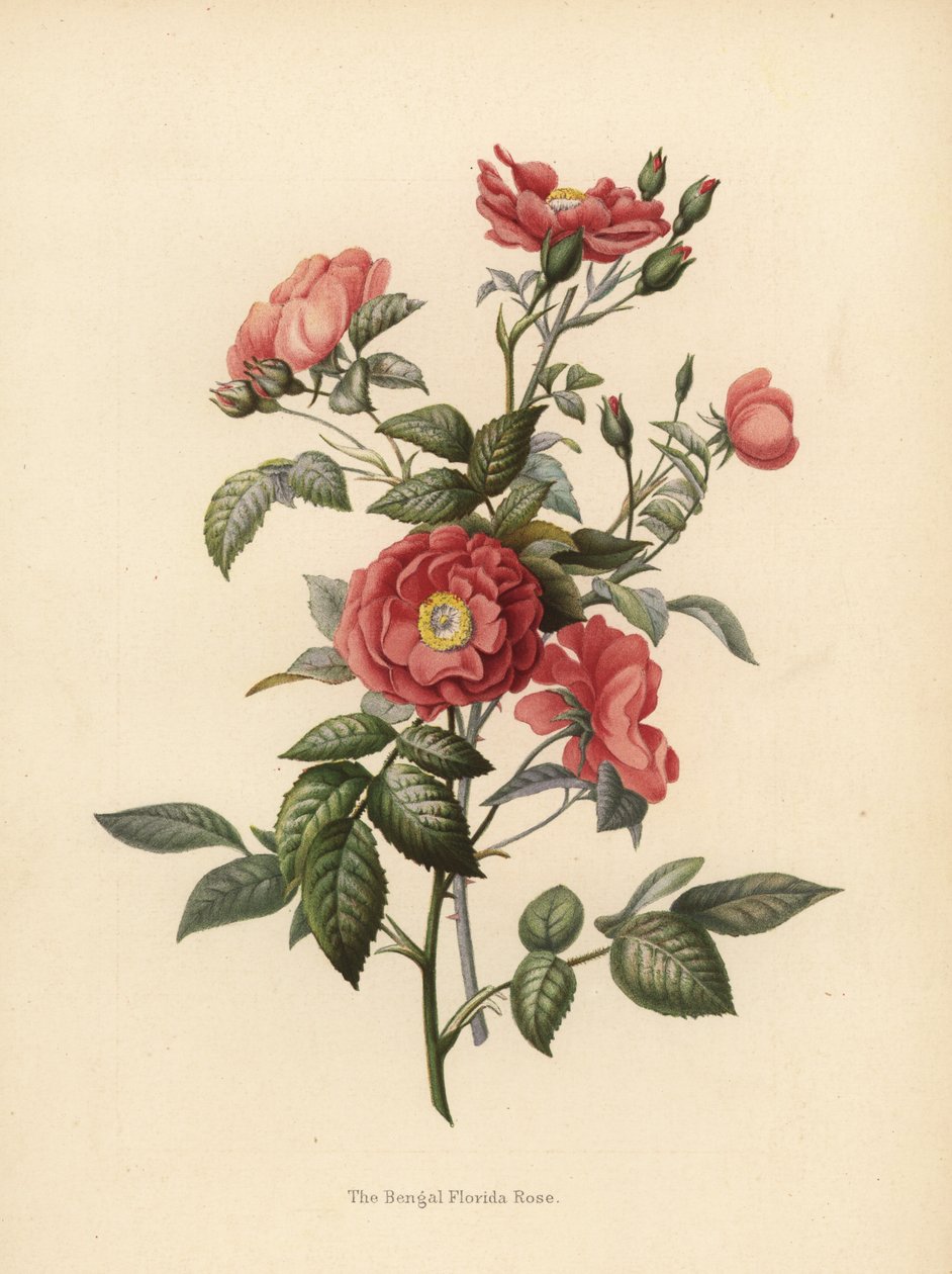 روز البنغال فلوريدا ، روزا تشينينسيس (Rosa bengalensis) بواسطة غير معروف