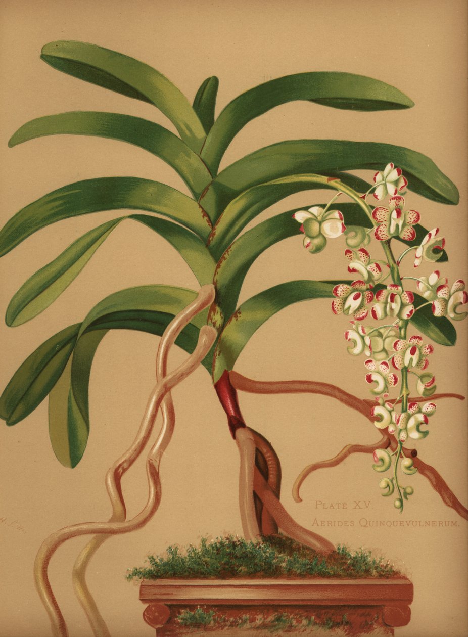 ذيل القطط أو سحلية فرشاة الثعلب ، Aerides quinquevulnera بواسطة غير معروف