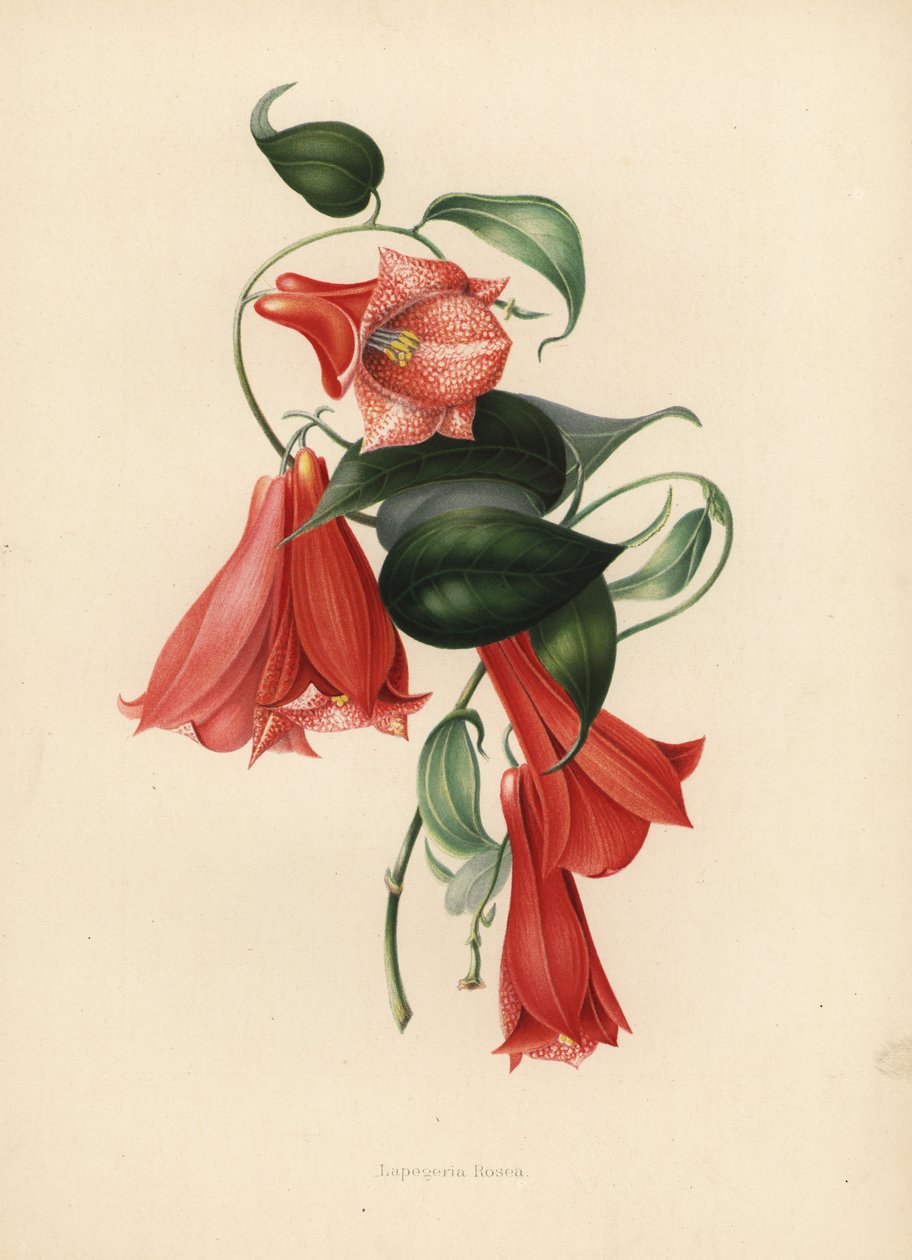 زهرة الجريس الشيلي أو الكوبيه ، Lapageria rosea (Lapegeria rosea) بواسطة غير معروف