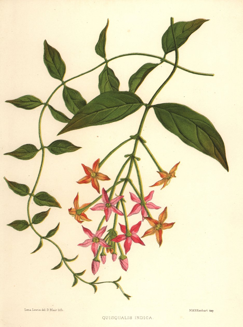زهر العسل الصيني أو زاحف رانغون ، Combretum indicum (Quisqualis indica) بواسطة غير معروف