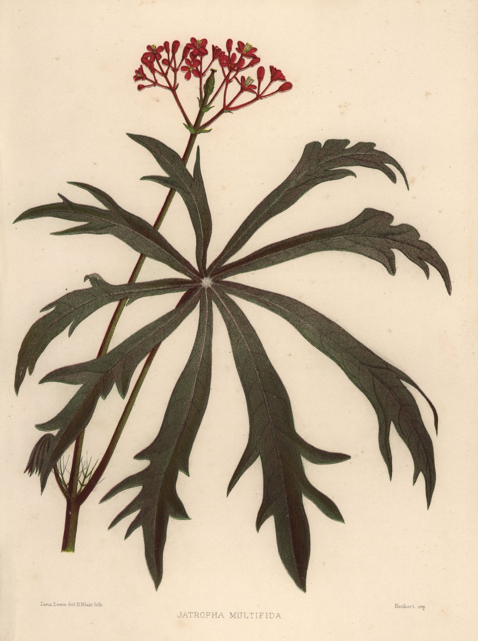 Coralbush ، Jatropha multifida بواسطة غير معروف