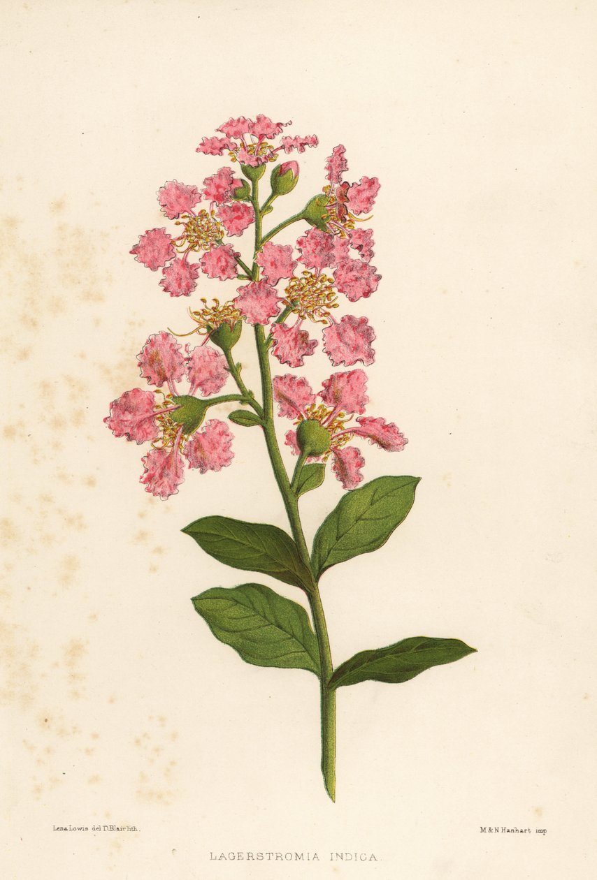 كريب ميرتل ، Lagerstromia إنديكا بواسطة غير معروف