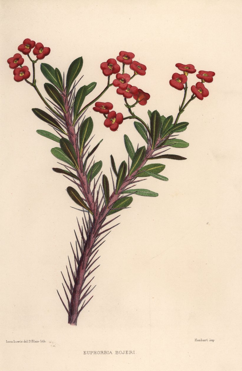 تاج الأشواك ، Euphorbia milii (Euphorbia bojeri) بواسطة غير معروف