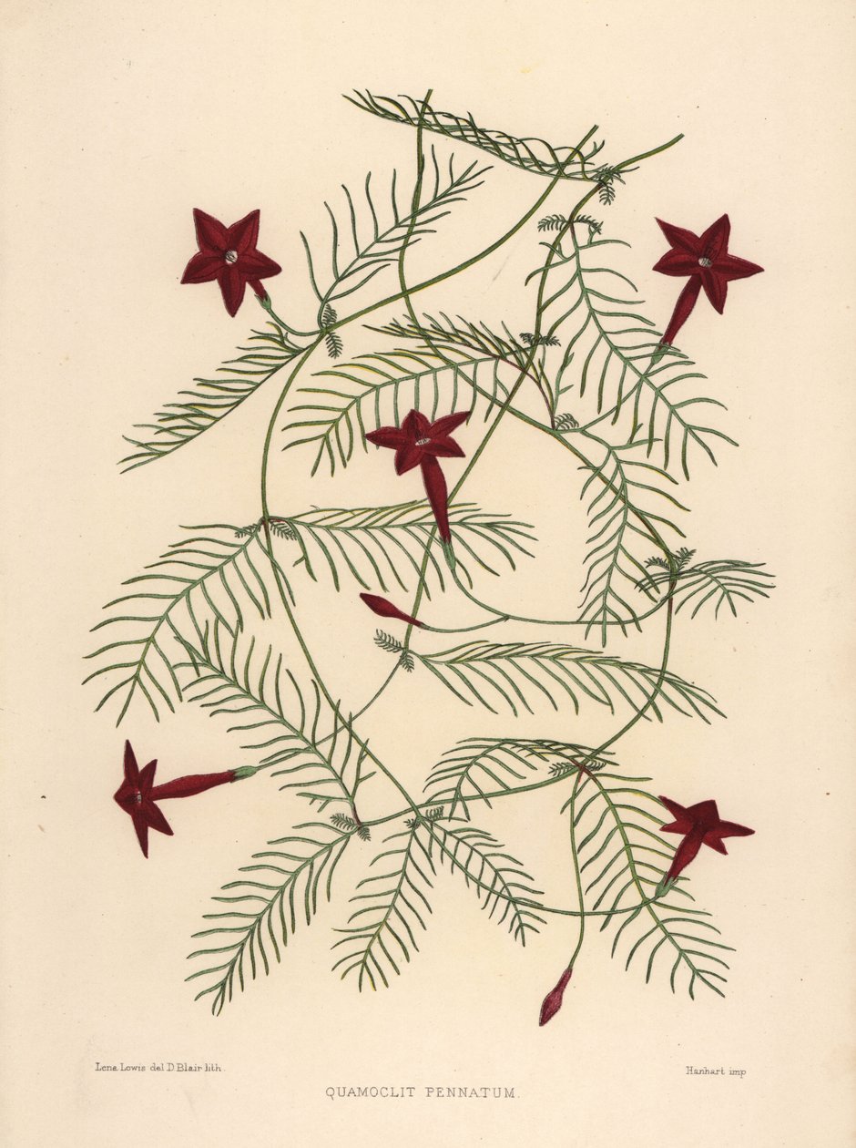 كرمة السرو أو مجد الصباح السرو ، Ipomoea quamoclit (Quamoclit pennatum) بواسطة غير معروف