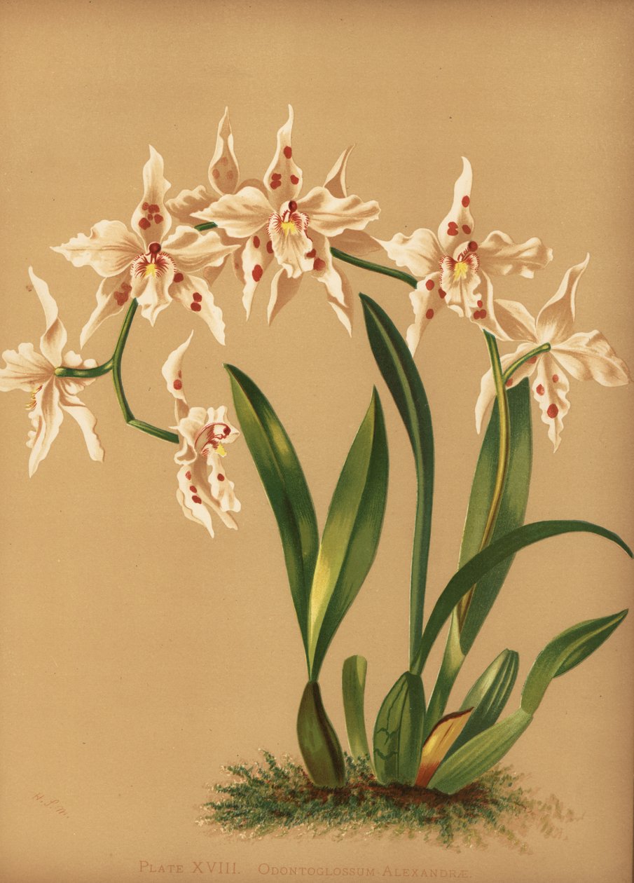 الرقص سيدة الأوركيد ، Oncidium alexandrae (Odontoglossum alexandrae) بواسطة غير معروف