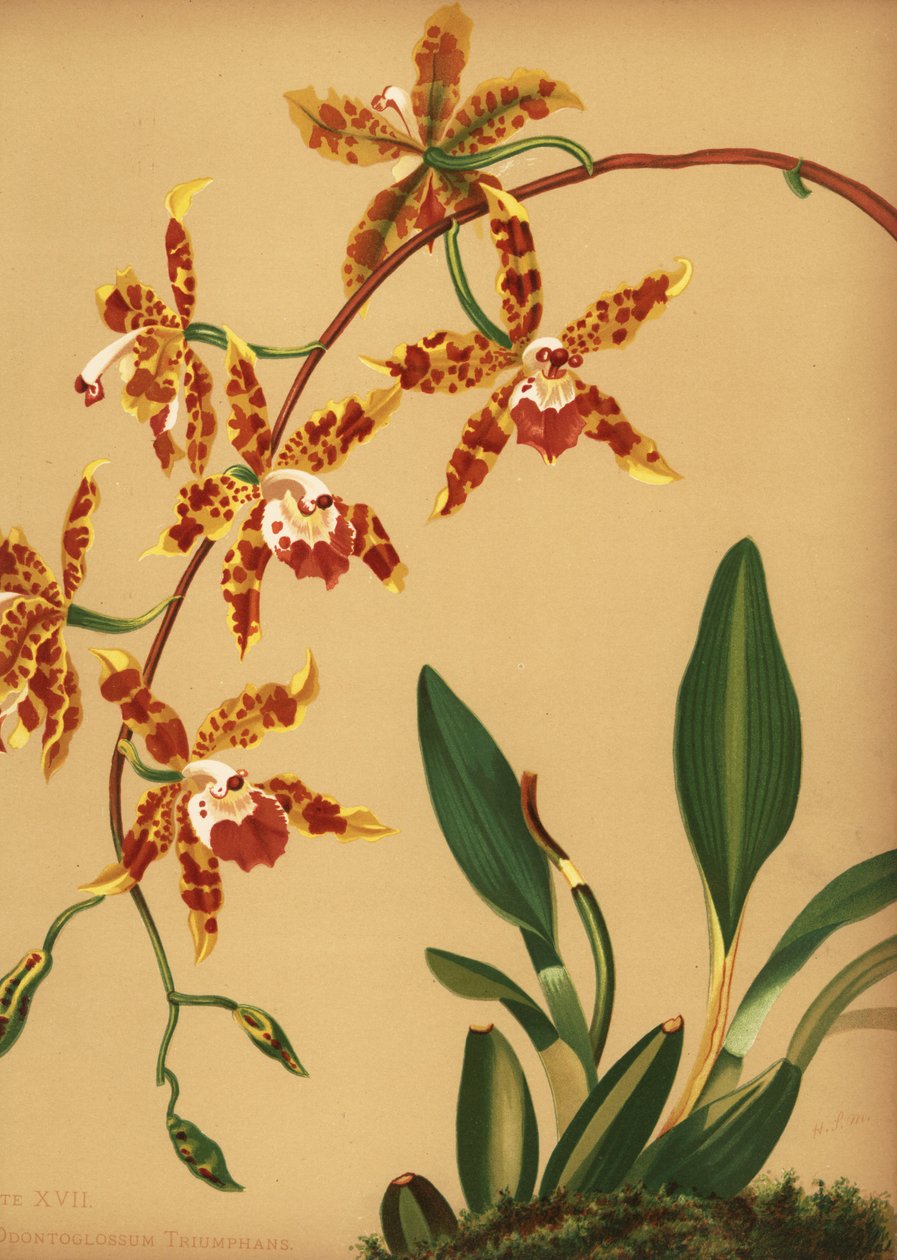 الرقص سيدة الأوركيد ، لوحة عالية (Oncidium triumphans) بواسطة غير معروف