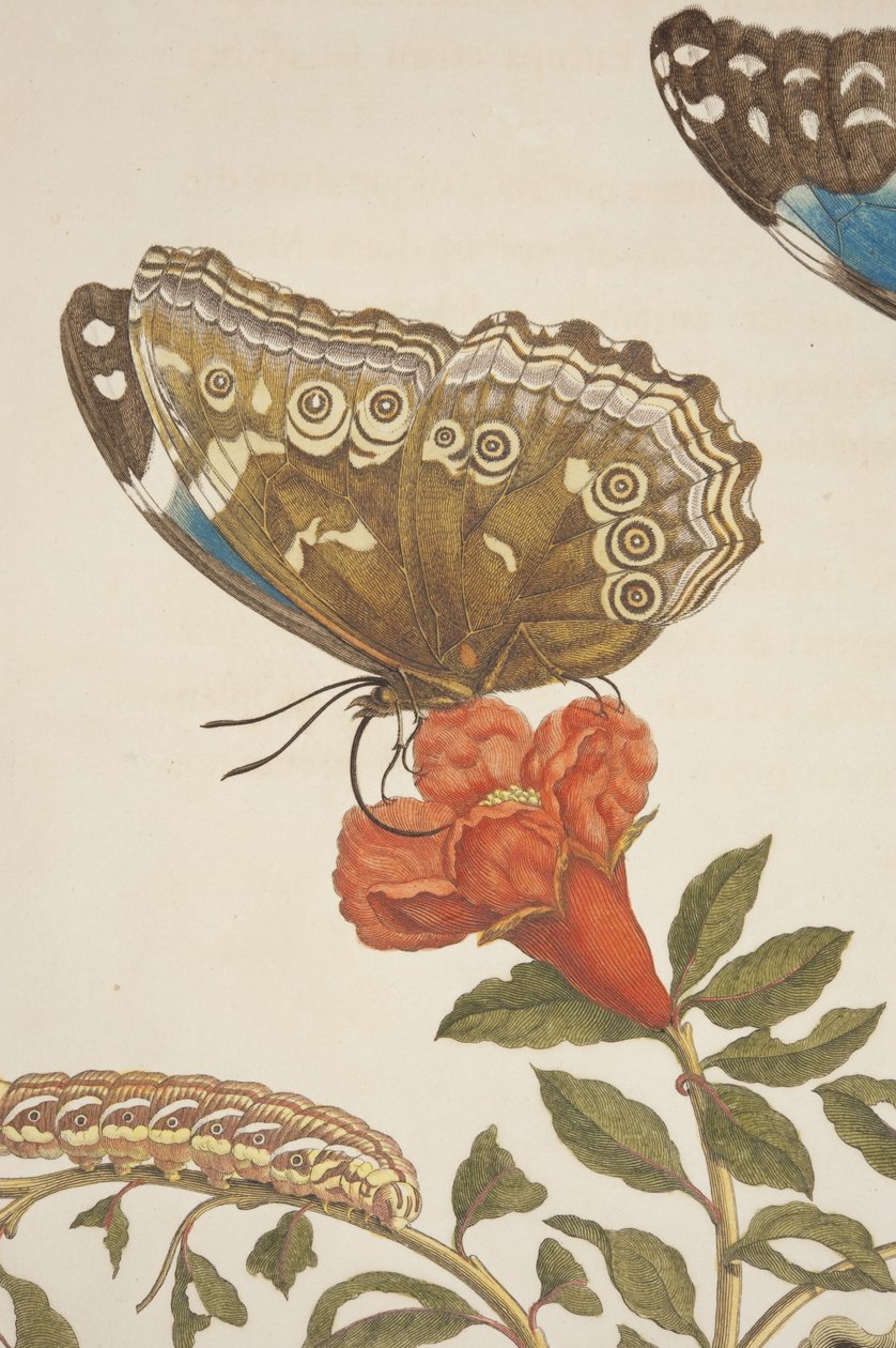 تفاصيل اللوحة IX من Metamorphosis Insectorum Surinamensium بواسطة Maria Sibylla Merian ، 1705 بواسطة غير معروف