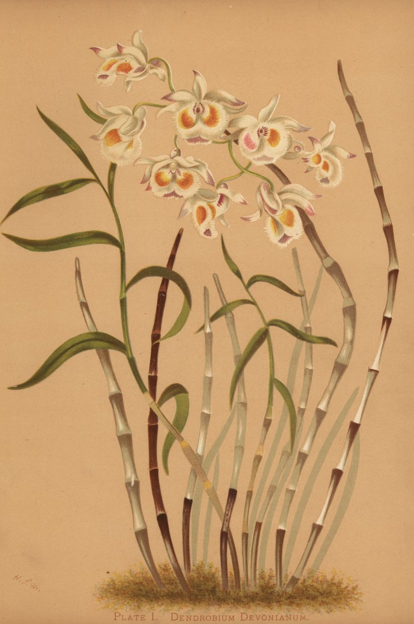 Dendrobium السحلية ، Dendrobium devonianum بواسطة غير معروف