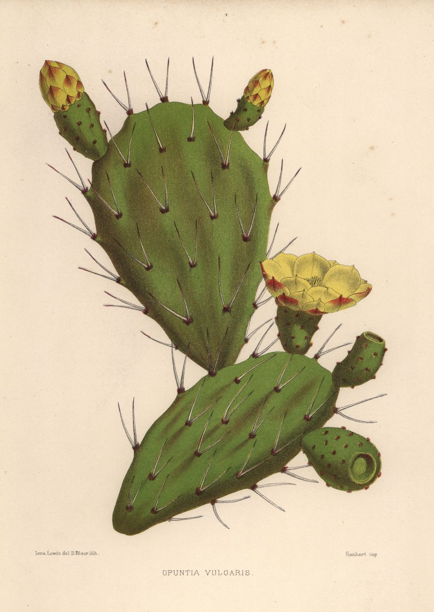 الإجاص الشائك الشرقي ، Opuntia ficus-indica (Opuntia vulgaris) بواسطة غير معروف