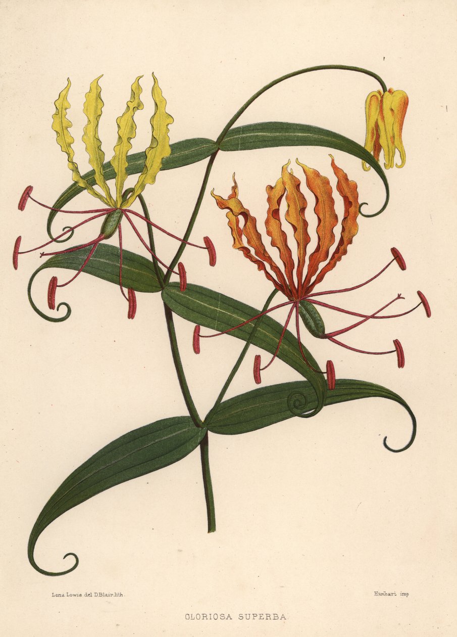 زنبق اللهب ، Gloriosa superba بواسطة غير معروف