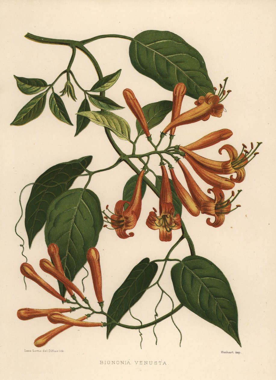 Flamevine أو البرتقال trumpetvine Pyrostegia venusta (Bignonia venusta) بواسطة غير معروف