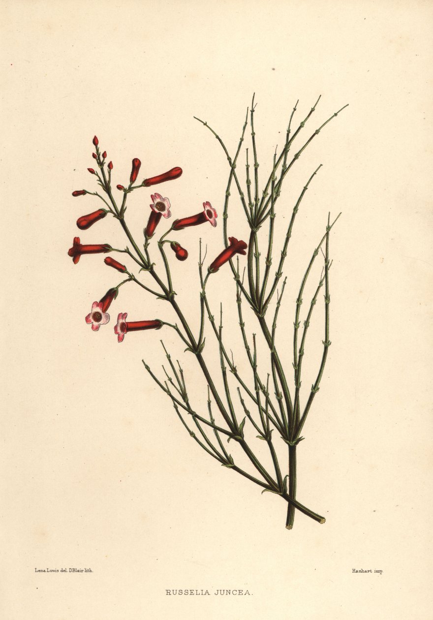 Fountainbush أو مصنع المفرقعات ، Russelia equisetiformis (Russelia juncea) بواسطة غير معروف