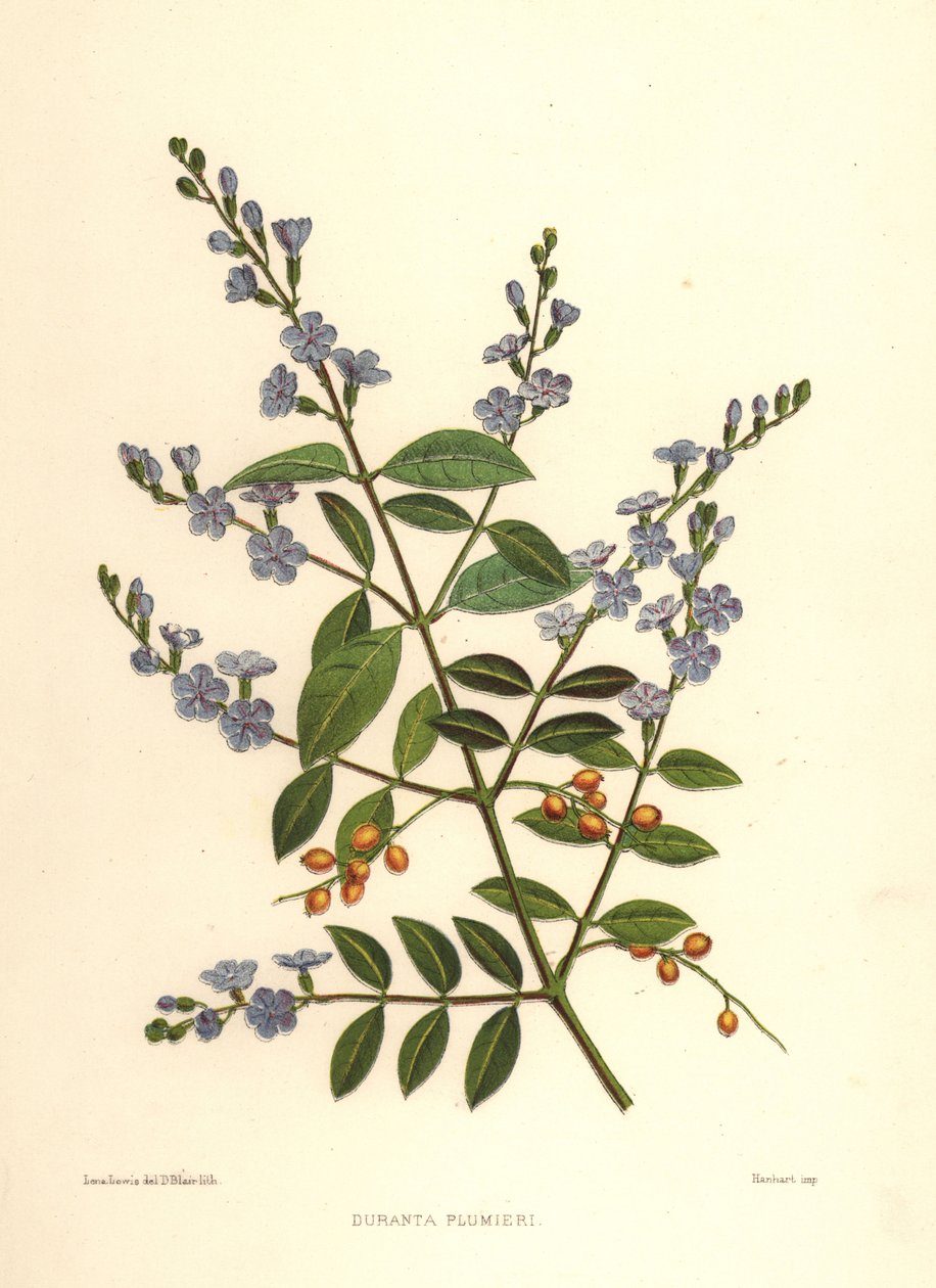 الندى الذهبي ، توت الحمام أو زهرة السماء ، Duranta erecta (Duranta plumieri) بواسطة غير معروف
