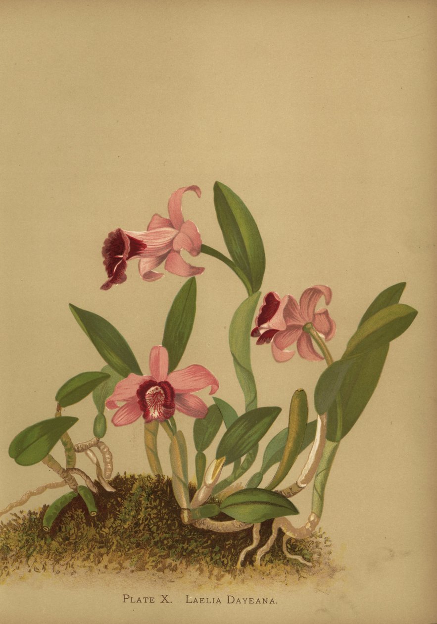 Laelia dayana أو Cattleya bicalhoi orchid بواسطة غير معروف