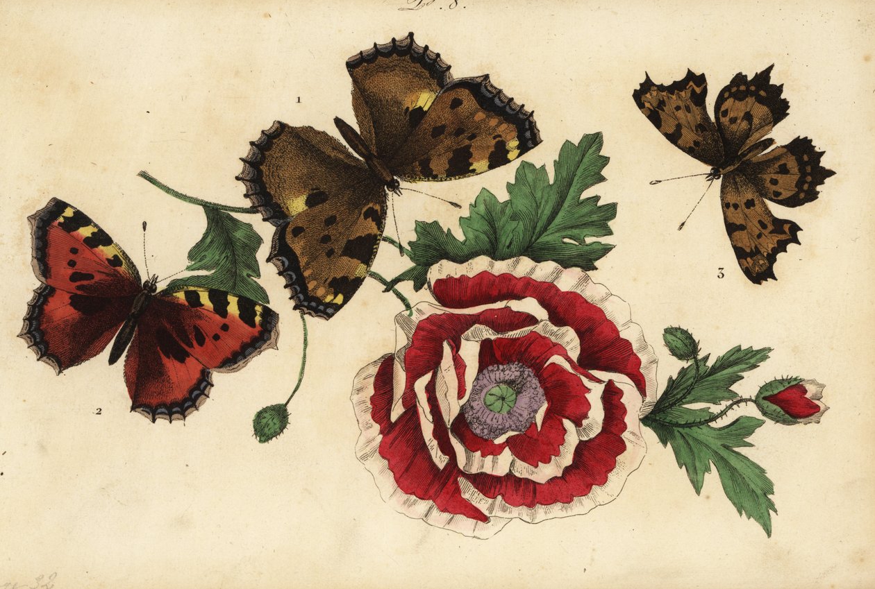 ذبل كبير ، Nymphalis polychloros 1 ، ذبل صغير ، Aglais urticae 2 ، وفاصلة فاصلة ، Polygonia c-album 3 ، مع خشخاش بواسطة غير معروف