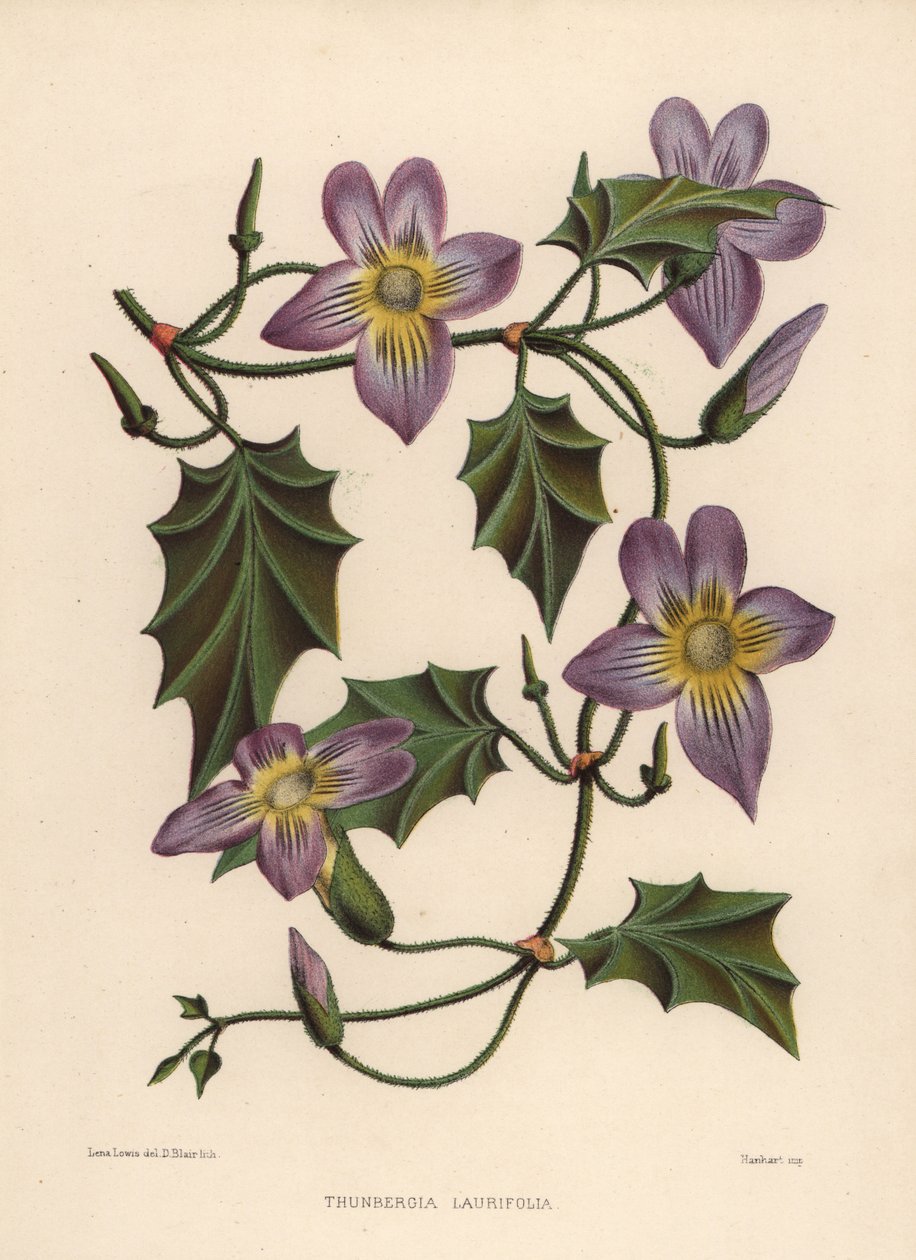 ساعة الغار أو كرمة البوق الأزرق ، Thunbergia laurifolia بواسطة غير معروف