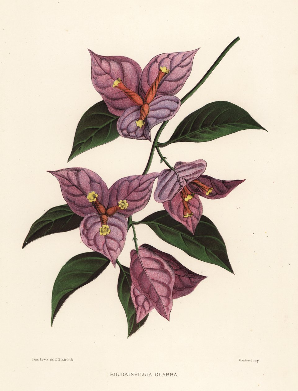 نبات الجهنمية أو زهرة الورق ، نبات الجهنمية (Bougainvillia glabra) بواسطة غير معروف