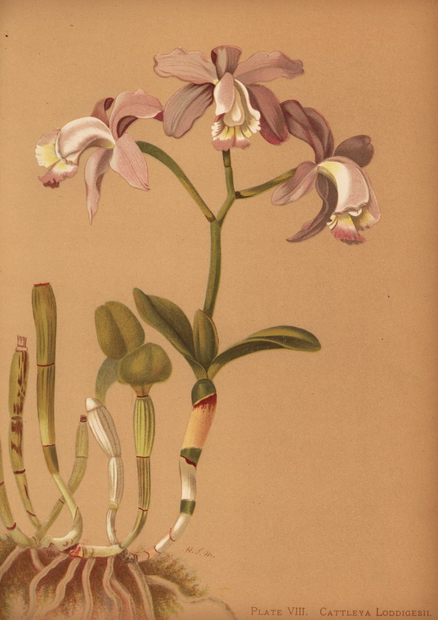 Loddigess cattleya orchid ، كاتليا Loddigesii بواسطة غير معروف