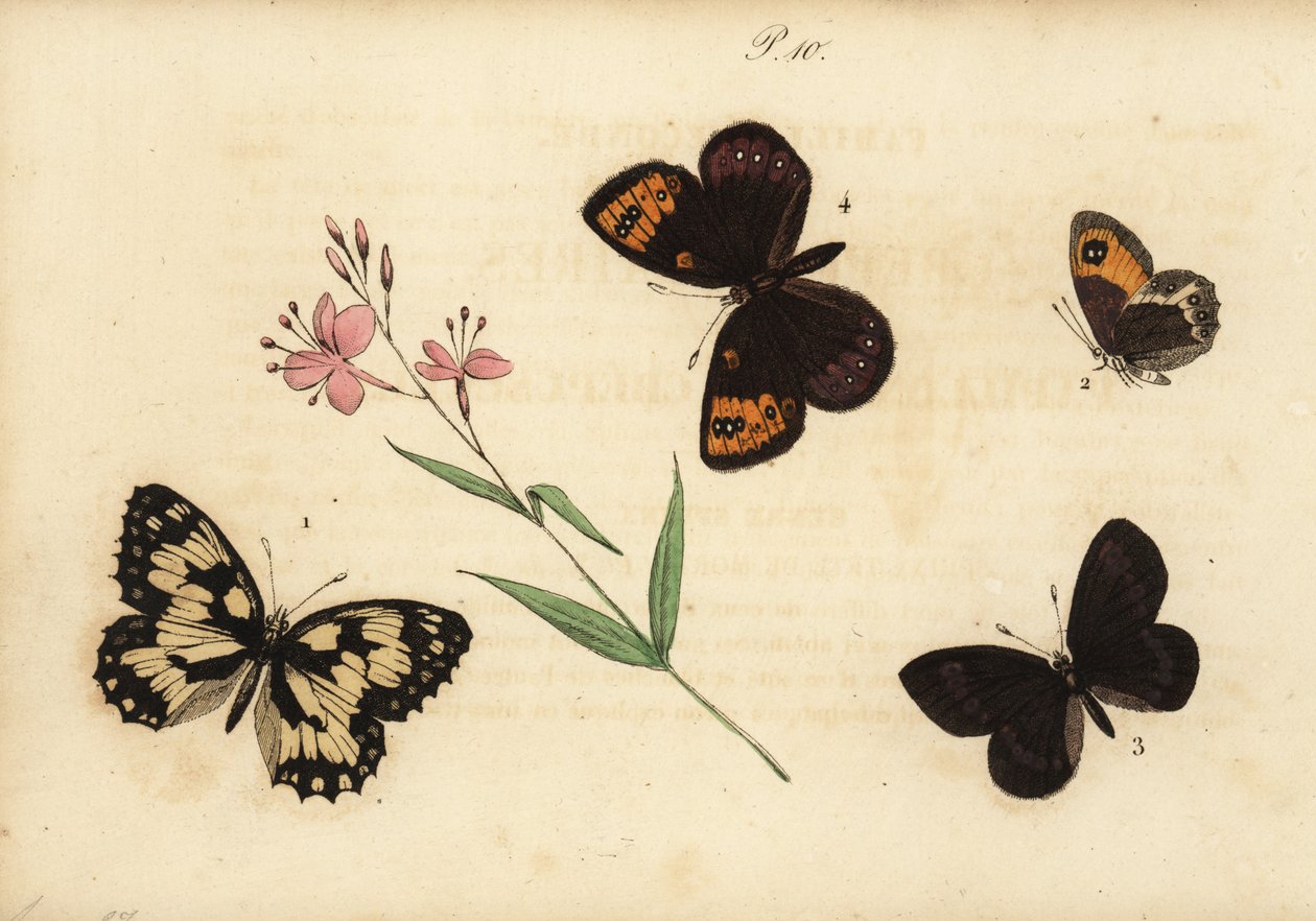 أبيض رخامي ، Melanargia galathea 1 ، حارس بوابة إسباني ، Pyronia bathseba 2 ، حلق اللوز ، Erebia alberganus 3 ، و ringlet الربيع ، Erebia epistygne 4. Satyre demi-deuil ، Satyre pasiphae ، Satyre ce بواسطة غير معروف