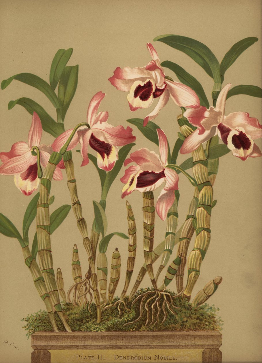 نوبل Dendrobium السحلية ، Dendrobium nobile بواسطة غير معروف