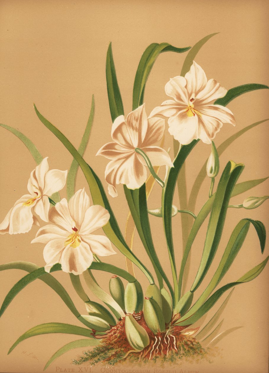بانسي أوركيد ، Miltoniopsis roezlii (ألبوم Odontoglossum roezlii) بواسطة غير معروف