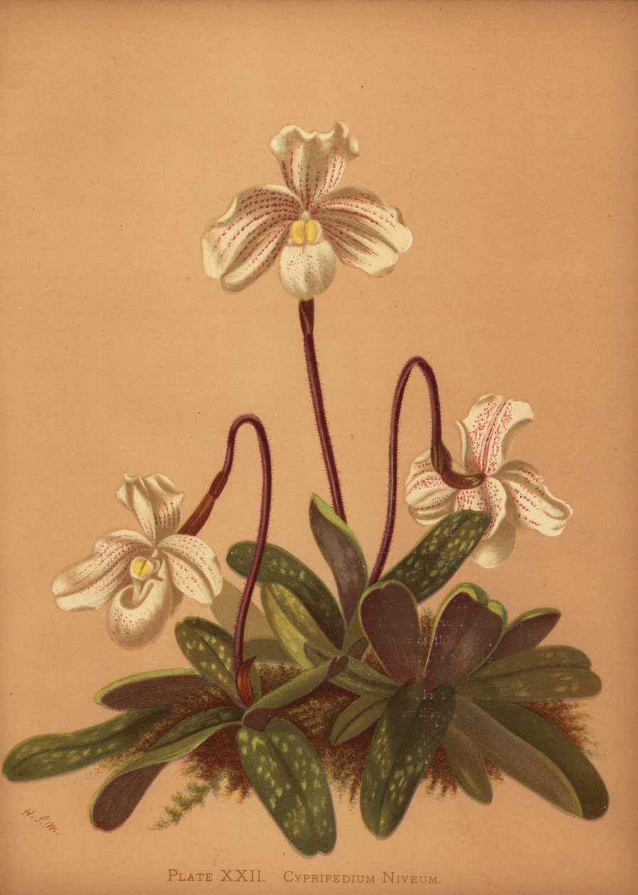Paphiopedilum niveum orchid (Cypripedium niveum) بواسطة غير معروف