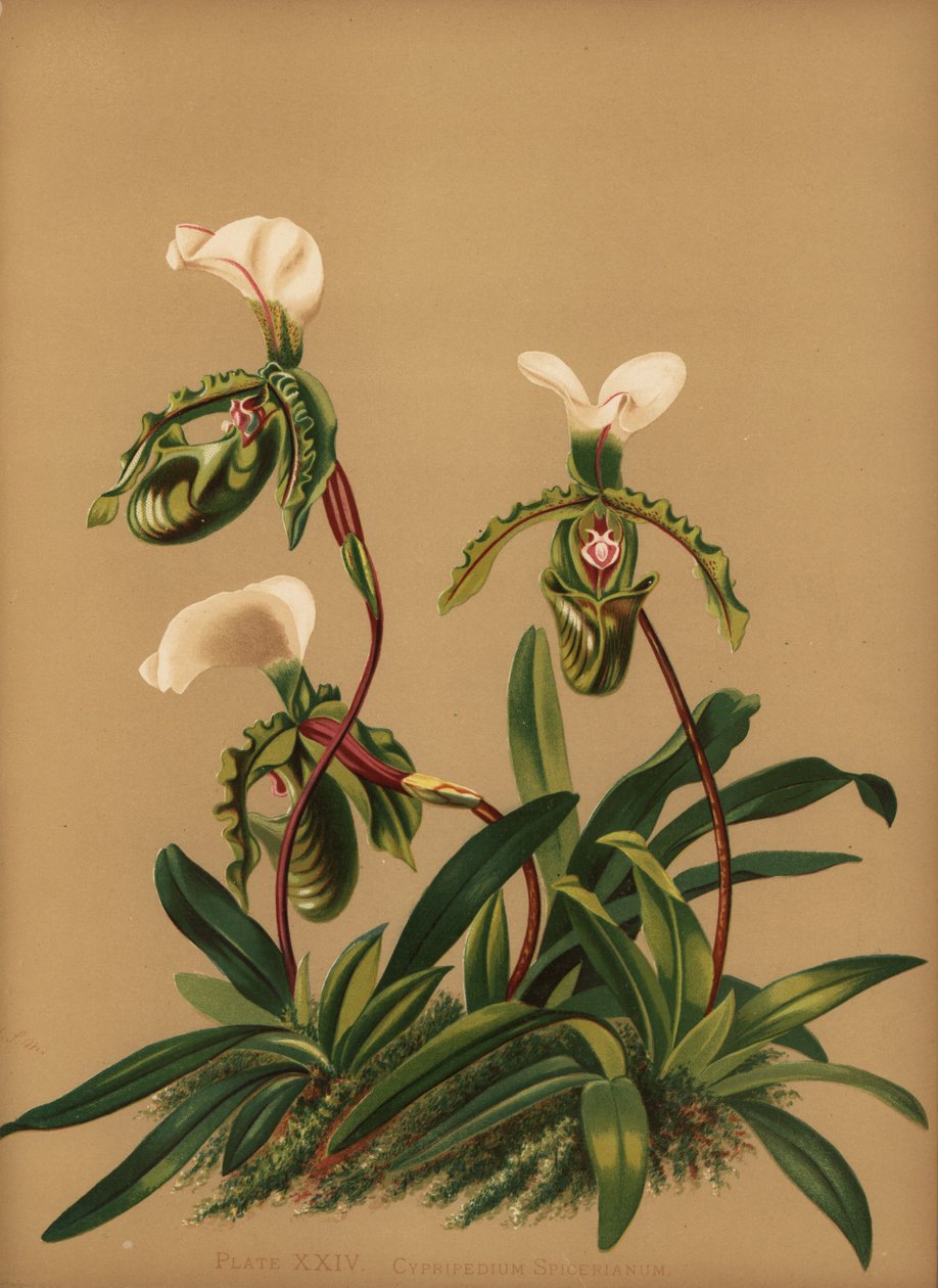 Paphiopedilum spicerianum orchid (Cypripedium spicerianum) بواسطة غير معروف