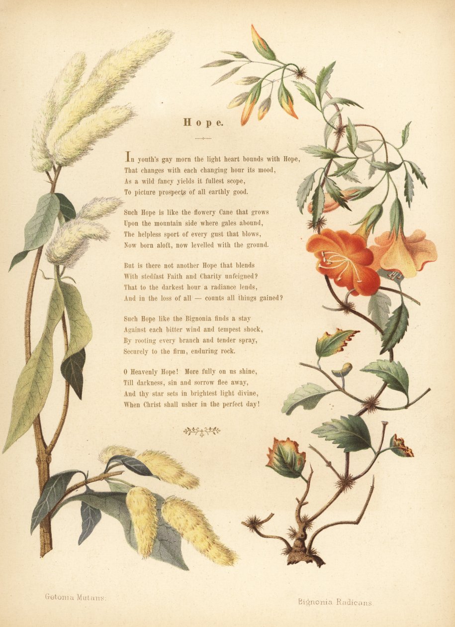قصيدة ذات حدود نباتية من ukhi ، و Getonia floribunda ، وكرمة البوق ، راديكانز كامبس بواسطة غير معروف