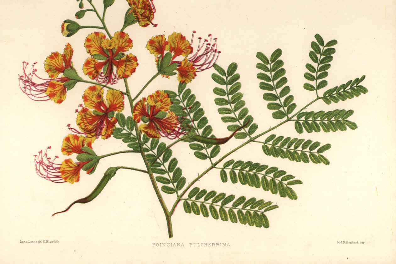 Poinciana ، Caesalpinia pulcherrima (Poinciana pulcherrima) بواسطة غير معروف