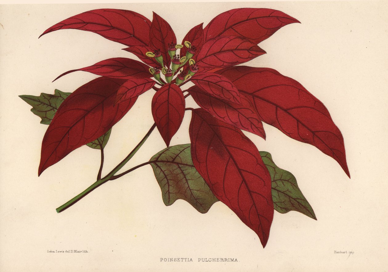 البونسيتة ، الفربيون pulcherrima (Poinsettia pulcherrima) بواسطة غير معروف