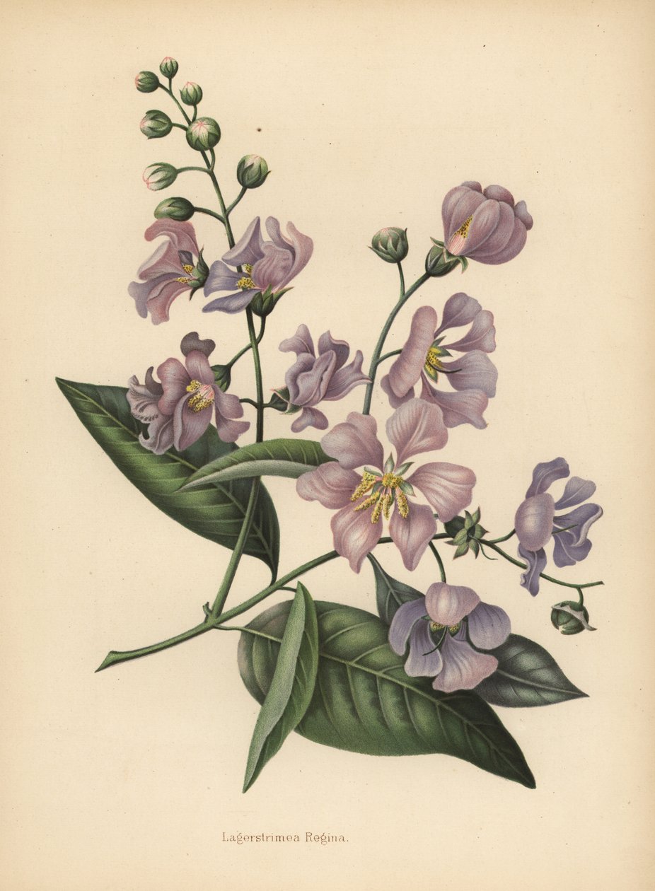 فخر الهند العملاقة أو كريب ميرتل ، Lagerstroemia speciosa بواسطة غير معروف