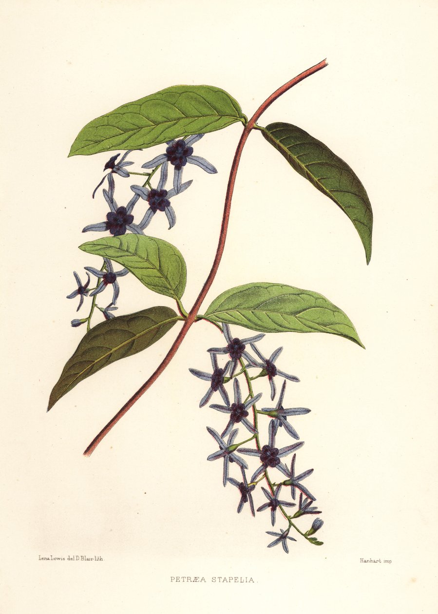 كرمة ورق الصنفرة ، Petrea volubilis (Petraea stapelia) بواسطة غير معروف